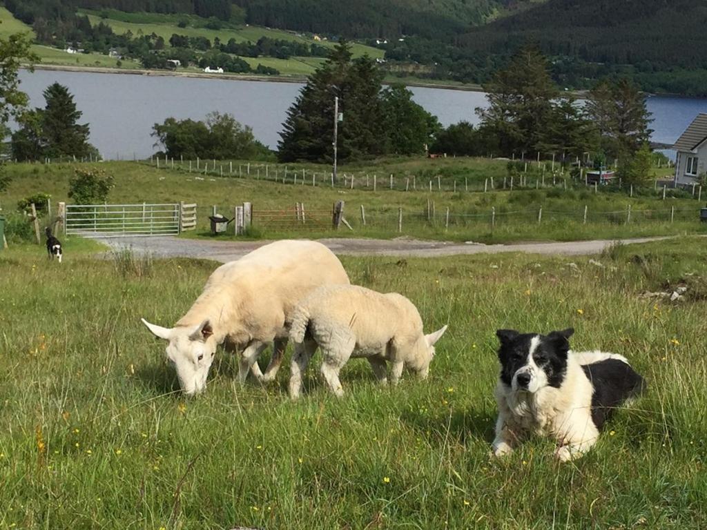 Torran B & B Ullapool Eksteriør bilde